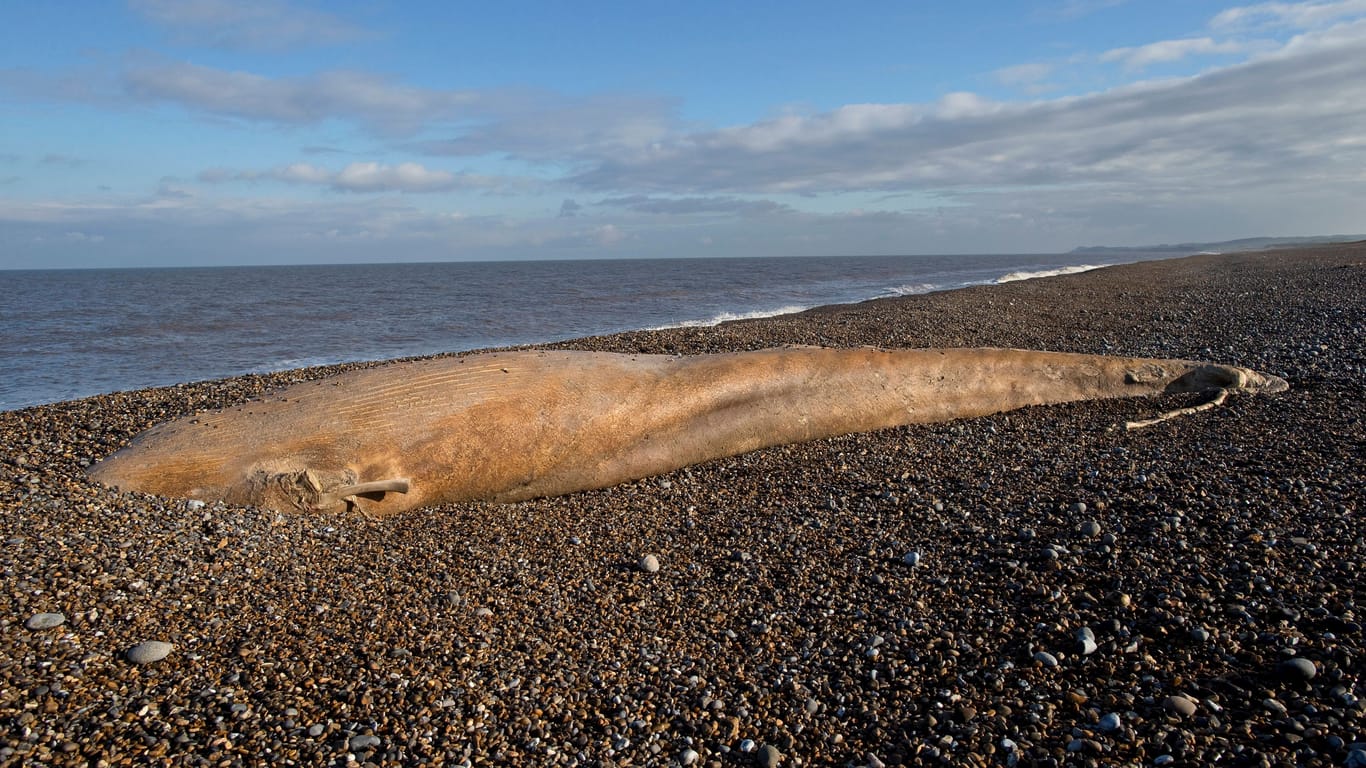 Ein toter Zwergwal an der Küste von England (Archivbild): Warum das Tier starb, ist nicht bekannt.