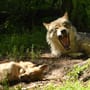 Dörverden: Wolfscenter bietet "atemberaubendes Erlebnis" mit Raubtieren an