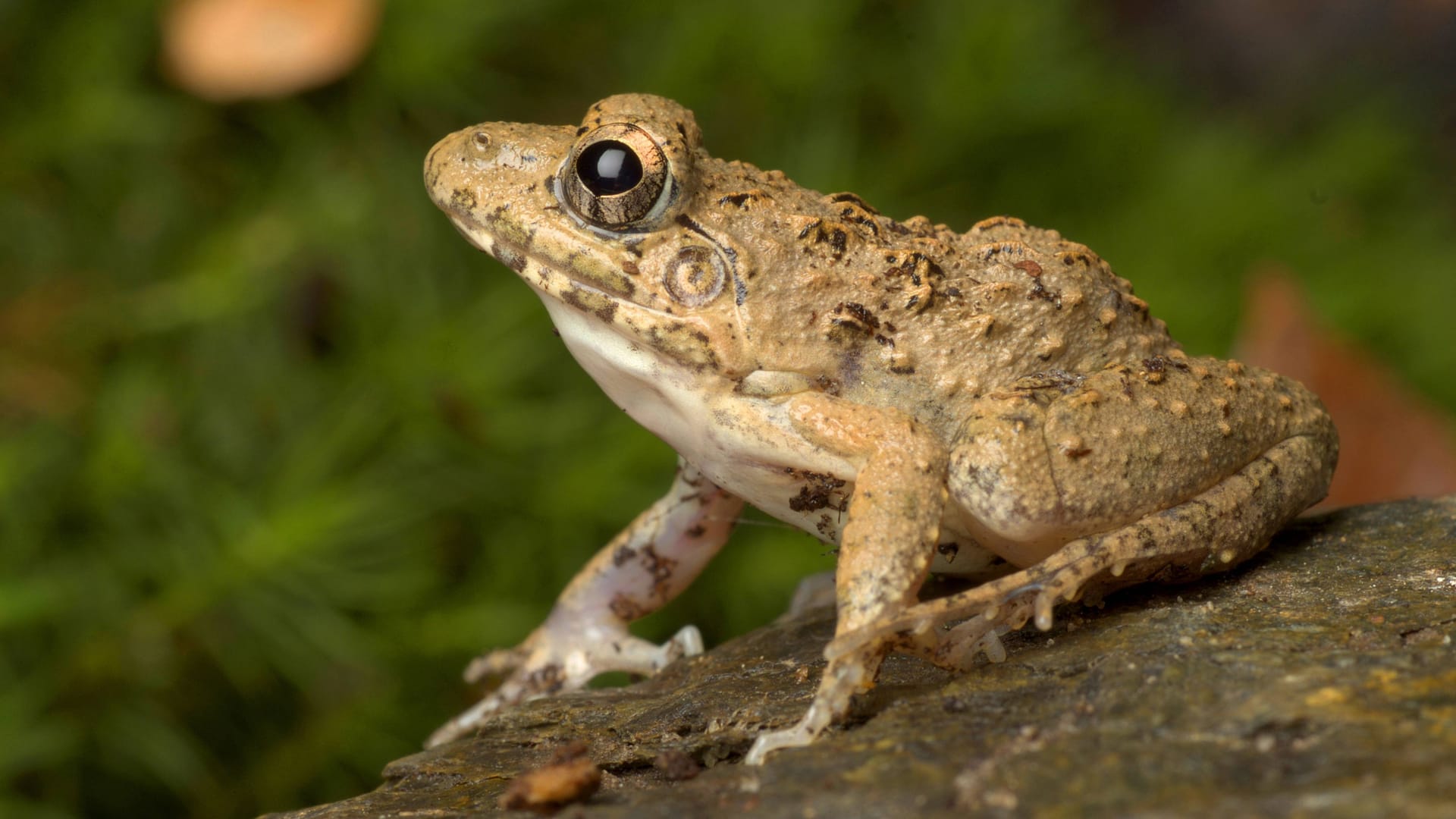 Der Südostasiatische Reisfrosch ("Fejervarya limnocharis") wird häufig zum Verzehr aus Indonesien exportiert. Der Südostasiatische Reisfrosch ("Fejervarya limnocharis") wird häufig zum Verzehr aus Indonesien exportiert.