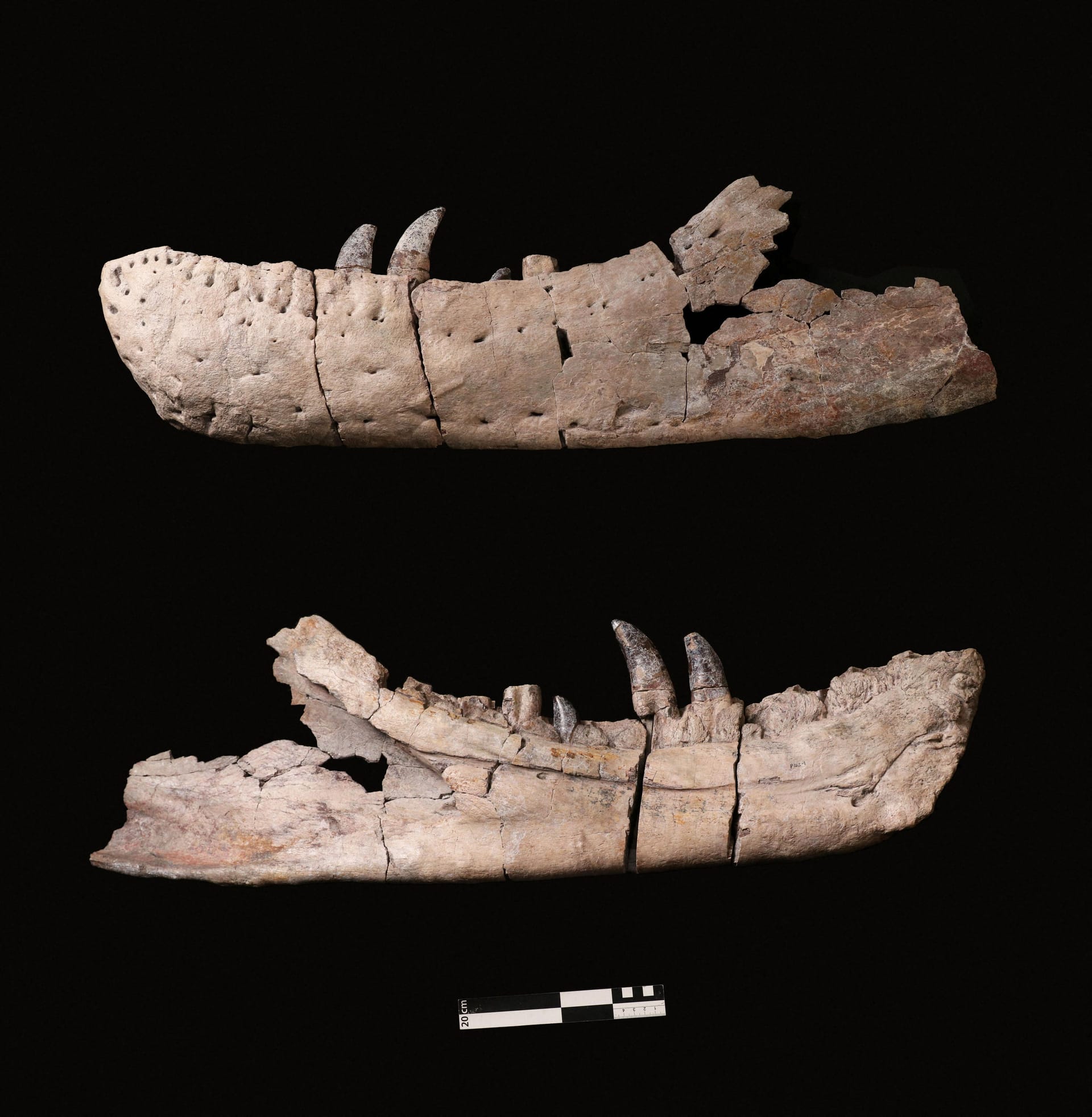 Der Kiefer der neu identifizierten Dinosaurierart Tyrannosaurus Mcraeensis in seitlicher Ansicht.