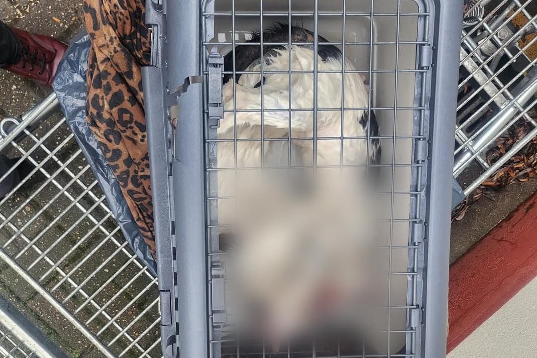 Die eingesperrten Tiere ertranken in ihrer Transportbox.