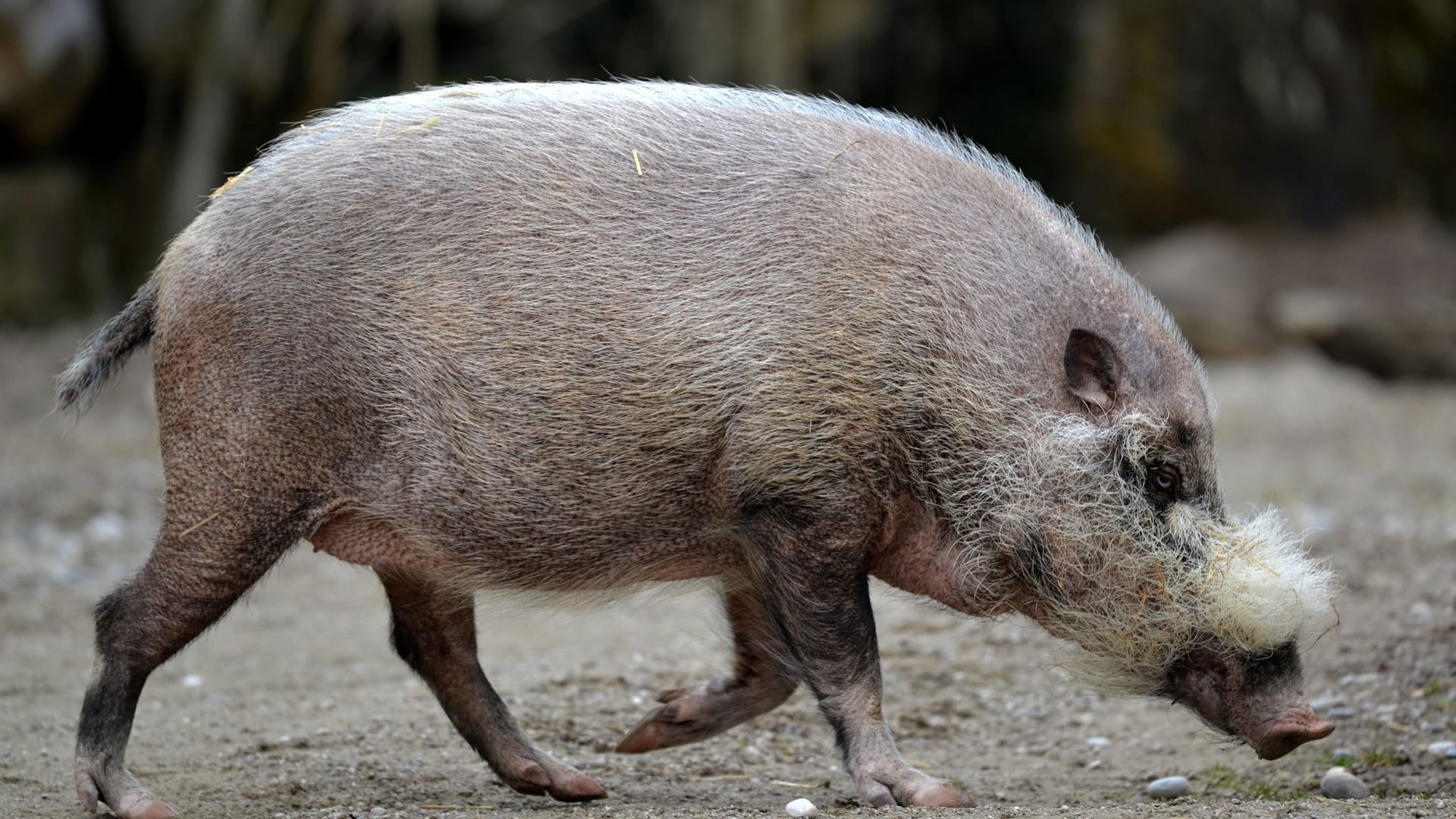 Afrikanische Schweinepest Afrikanische Schweinepest