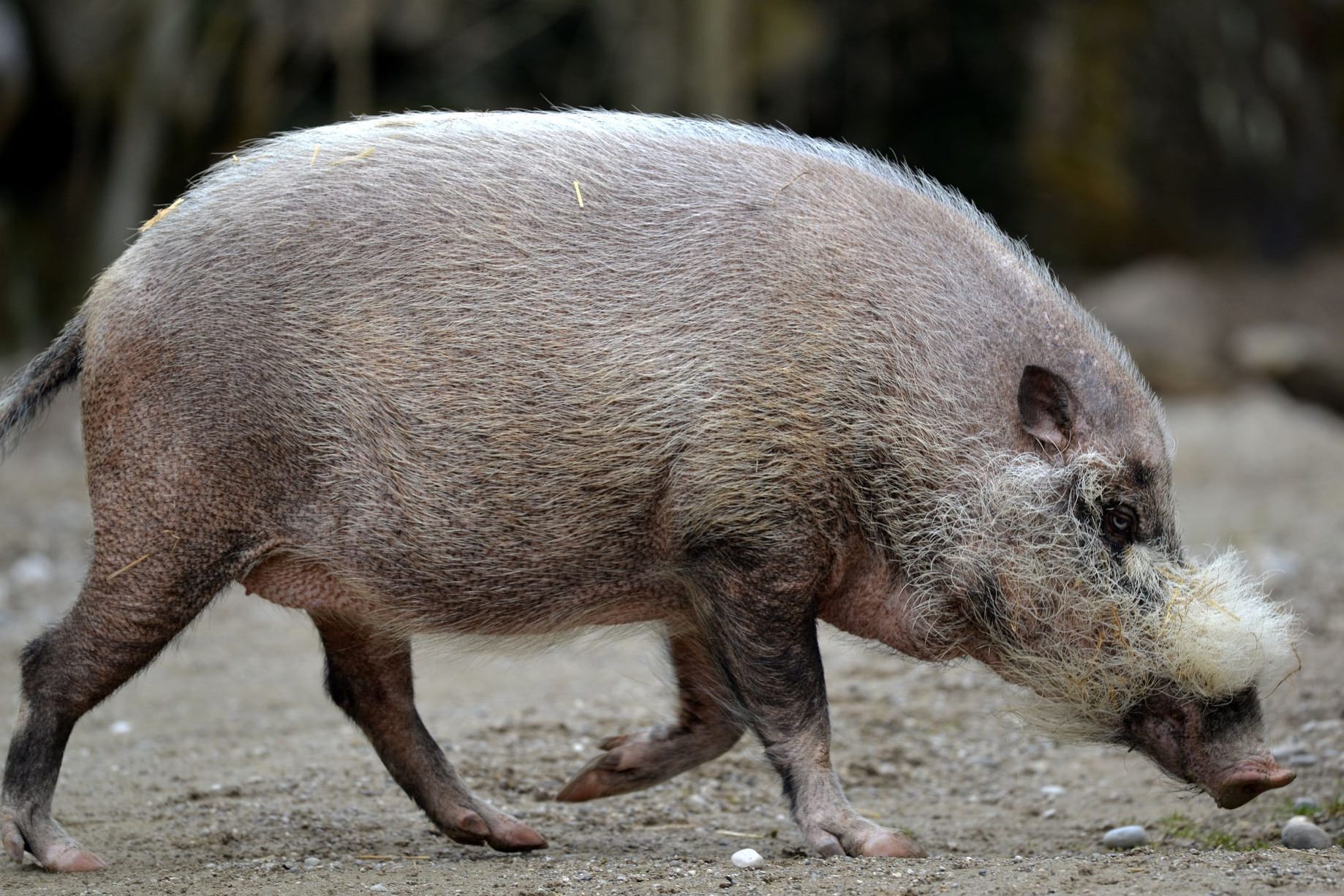 Afrikanische Schweinepest