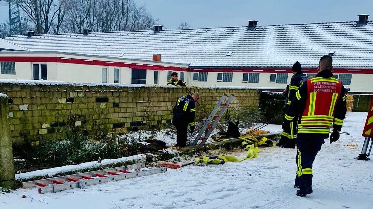 Die Feuerwehr Gelsenkirchen musste am Freitag ein Pferd aus einer Grube befreien – das Tier war dort eingebrochen und schaute nur mit dem Kopf heraus. Die Feuerwehr Gelsenkirchen musste am Freitag ein Pferd aus einer Grube befreien – das Tier war dort eingebrochen und schaute nur mit dem Kopf heraus.