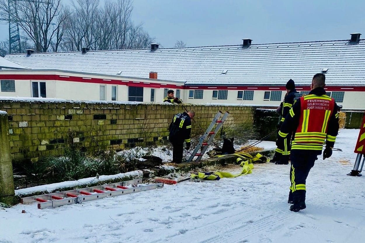 Die Feuerwehr Gelsenkirchen musste am Freitag ein Pferd aus einer Grube befreien – das Tier war dort eingebrochen und schaute nur mit dem Kopf heraus.