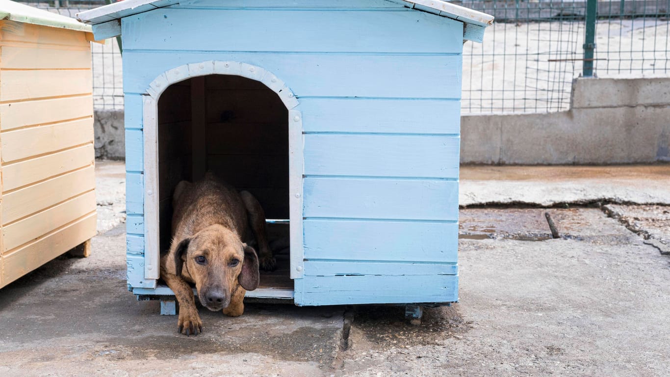 Ein Hund in einer Hütte: Ist es artgerecht, Hunde und Katzen das ganze Jahr über im Freien zu halten?
