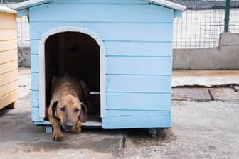 Ein Hund in einer Hütte: Ist es artgerecht, Hunde und Katzen das ganze Jahr über im Freien zu halten?
