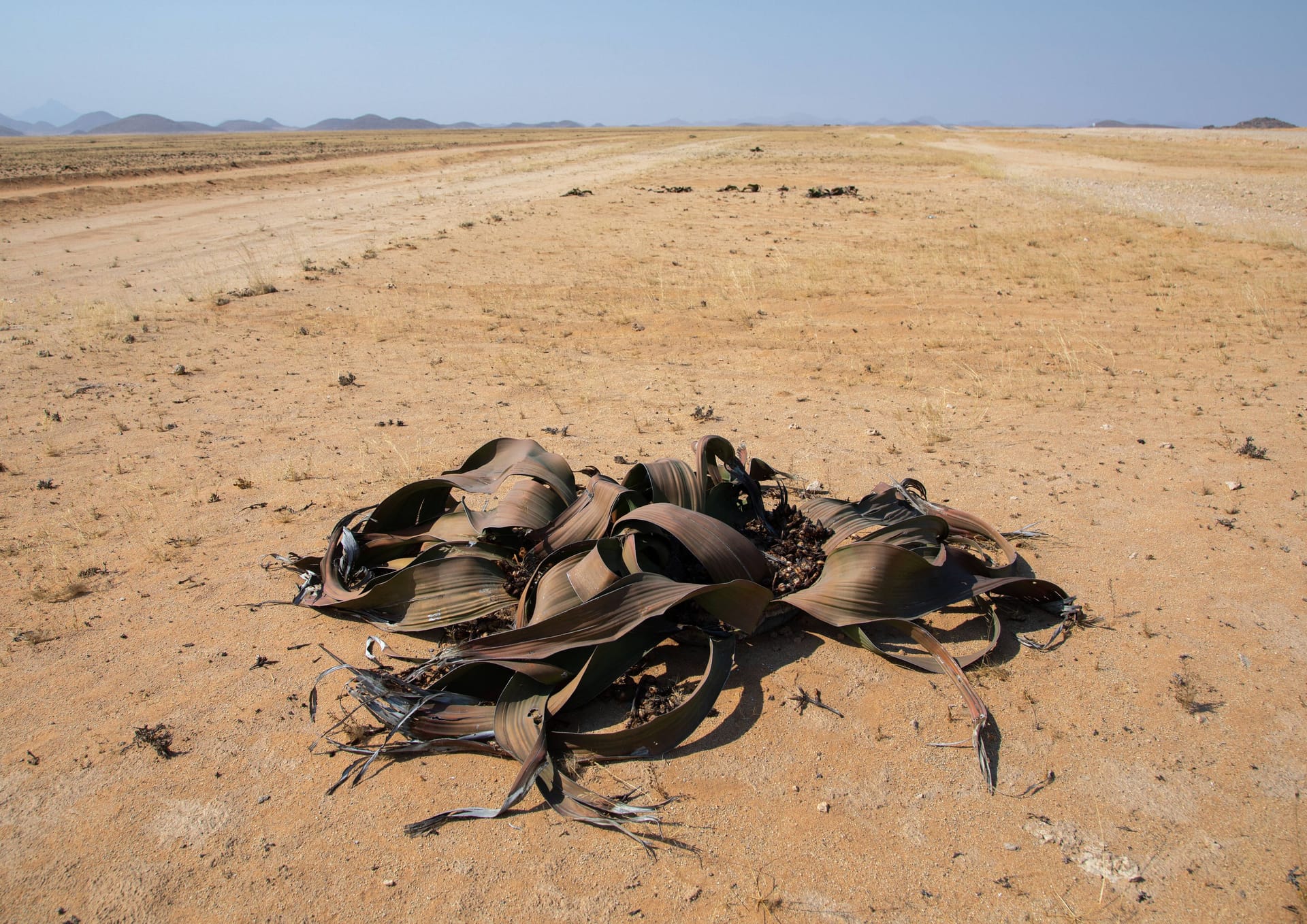 Wüste in Angola: Das Land hat mit Dürre zu kämpfen.