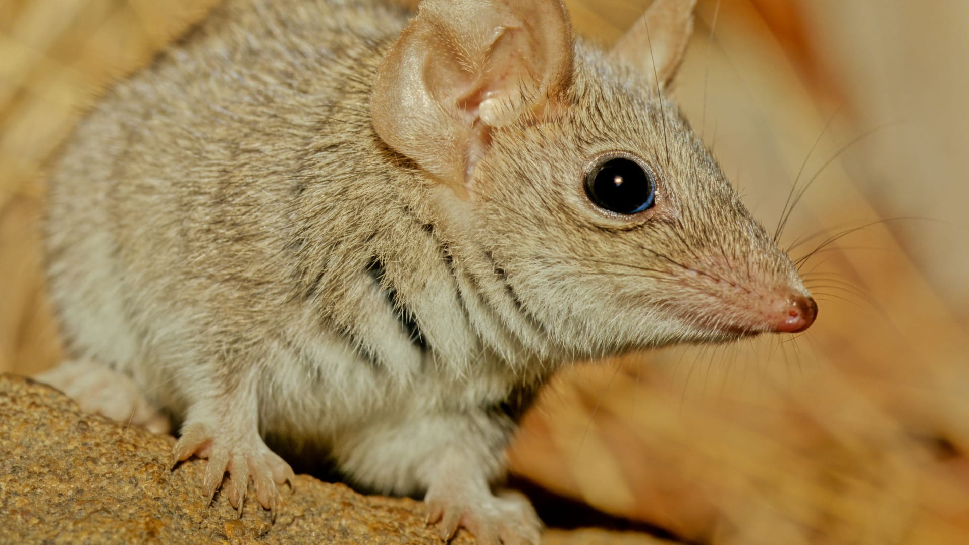 Eine Breitfuß-Beutelmaus: Die Männchen der kleine Nager schlafen wenig, damit sie sich fortpflanzen können.