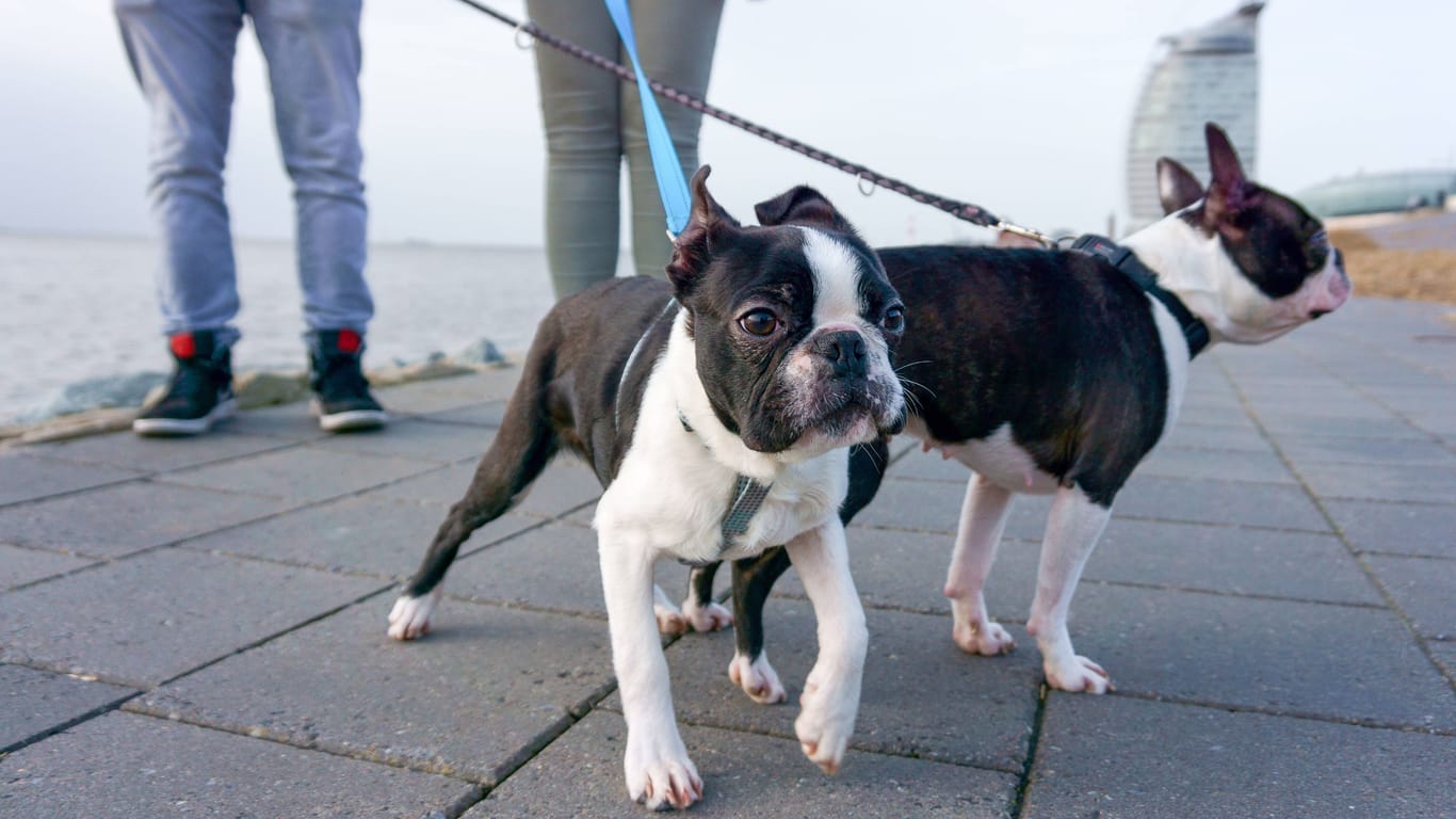 Zwei Hunde bei einem Spaziergang in Bremerhaven (Symbolbild): Die Seestadt hat Haustiere von Touristen nicht besonders gern.