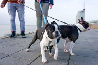 Zwei Hunde bei einem Spaziergang in Bremerhaven (Symbolbild): Die Seestadt hat Haustiere von Touristen nicht besonders gern.