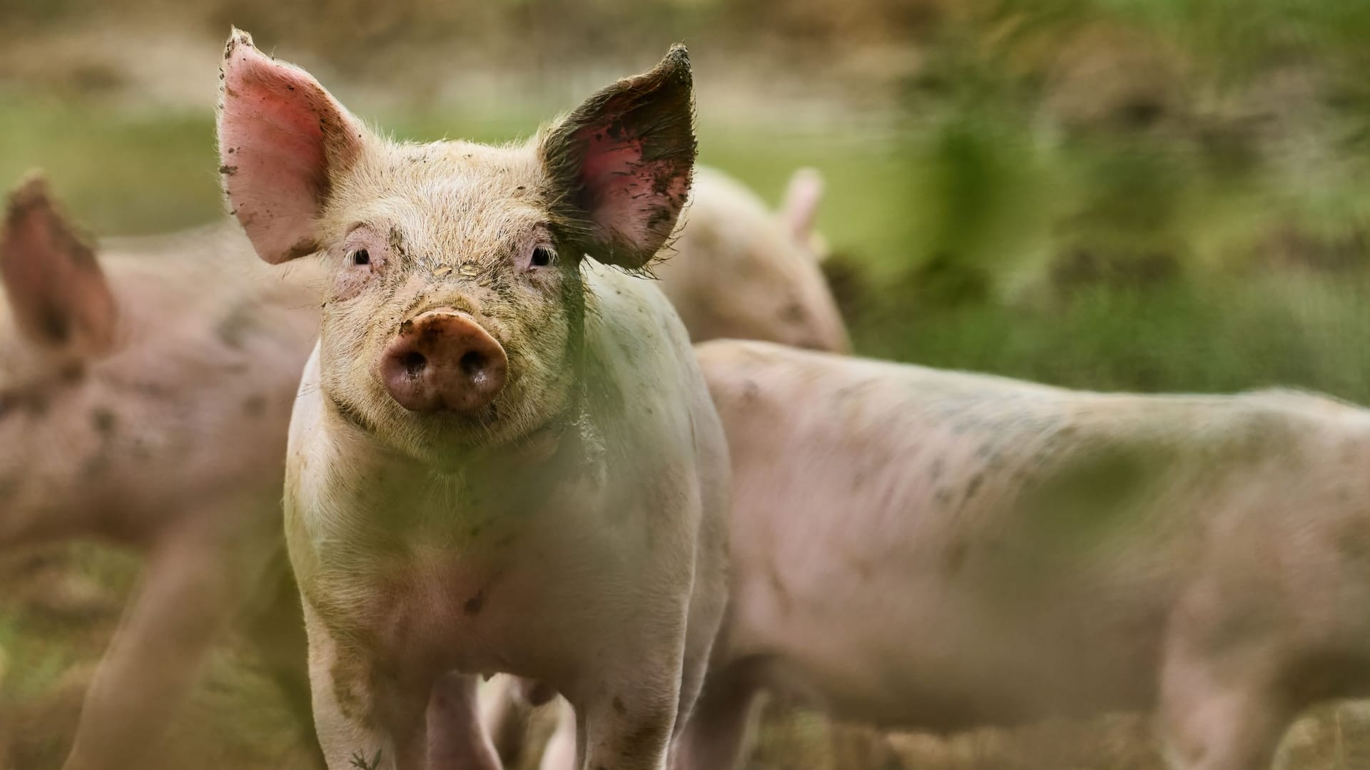 Freilaufendes Ferkel auf einer Wiese