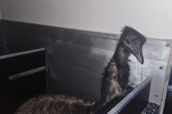 Nachdem ein Jäger und Mitarbeiter einer Straußenfarm einen freilaufenden Emu am Samstagnachmittag (6.1.) einfangen konnten, sucht die Polizei nun nach dem Eigentümer des Tiers.Zuerst sichteten Anwohner den Laufvogel im Bereich des bayerischen Pflaumheim. Einem Jagdpächter fiel der auffällige Vogel gegen 16.30 Uhr am Aschaffenburger Weg, im Bereich des Stutzhofes auf. Daraufhin konnte das Tier durch erfahrene Mitarbeiter einer nahegelegenen Straußenfarm einfangen und in einem Anhänger in einen Stall gebracht werden. Dort wartet der Vogel jetzt auf seinen rechtmäßigen Besitzer.Wenn Sie Ihr Tier auf dem Foto erkennen oder Hinweise auf den ursprünglichen Besitzer geben können, werden Sie gebeten sich bei der Straußenfarm Tannenhof in Schaafheim unter der Rufnummer 0151-40740936 zu melden.