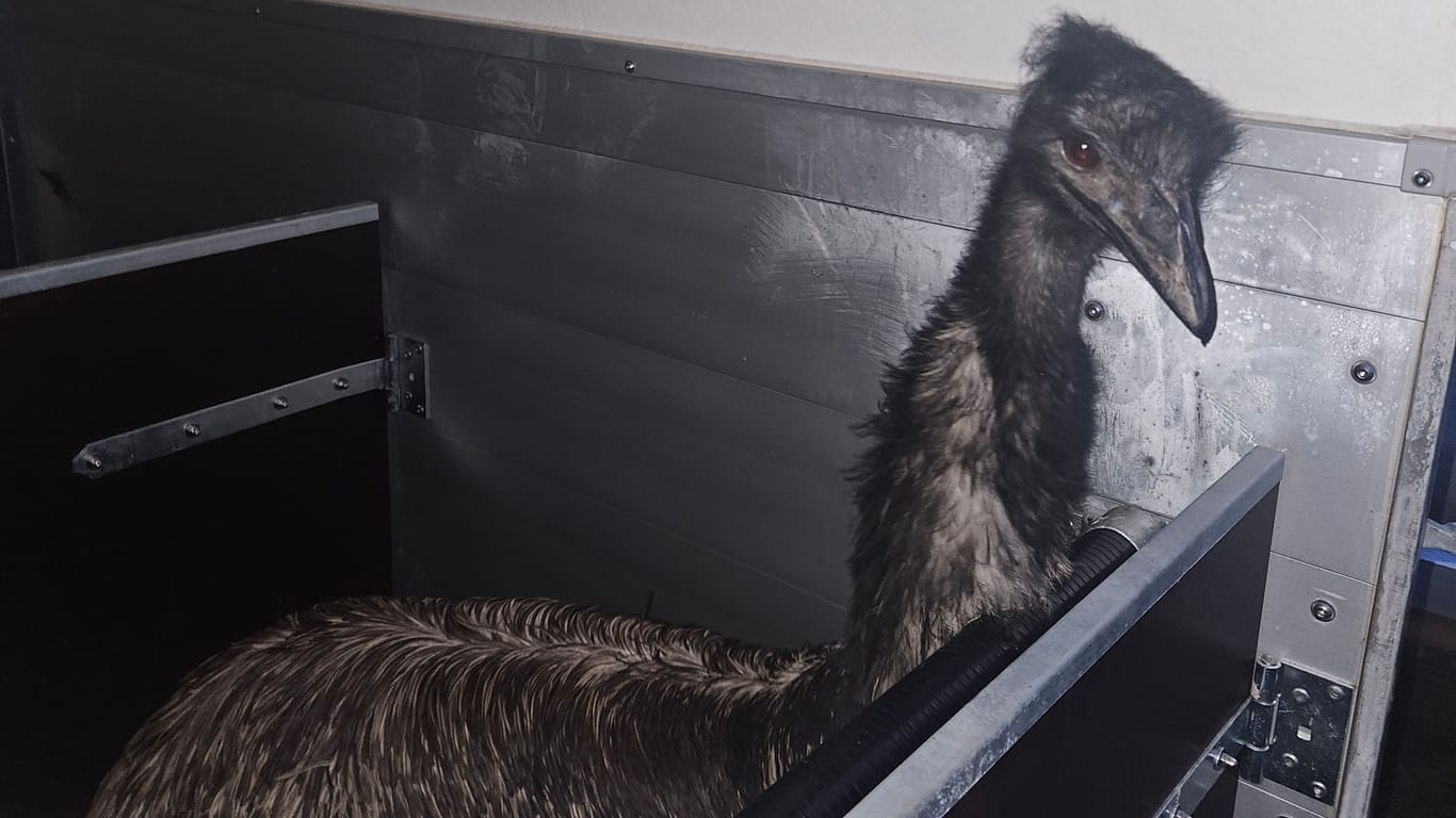 Nachdem ein Jäger und Mitarbeiter einer Straußenfarm einen freilaufenden Emu am Samstagnachmittag (6.1.) einfangen konnten, sucht die Polizei nun nach dem Eigentümer des Tiers.Zuerst sichteten Anwohner den Laufvogel im Bereich des bayerischen Pflaumheim. Einem Jagdpächter fiel der auffällige Vogel gegen 16.30 Uhr am Aschaffenburger Weg, im Bereich des Stutzhofes auf. Daraufhin konnte das Tier durch erfahrene Mitarbeiter einer nahegelegenen Straußenfarm einfangen und in einem Anhänger in einen Stall gebracht werden. Dort wartet der Vogel jetzt auf seinen rechtmäßigen Besitzer.Wenn Sie Ihr Tier auf dem Foto erkennen oder Hinweise auf den ursprünglichen Besitzer geben können, werden Sie gebeten sich bei der Straußenfarm Tannenhof in Schaafheim unter der Rufnummer 0151-40740936 zu melden.