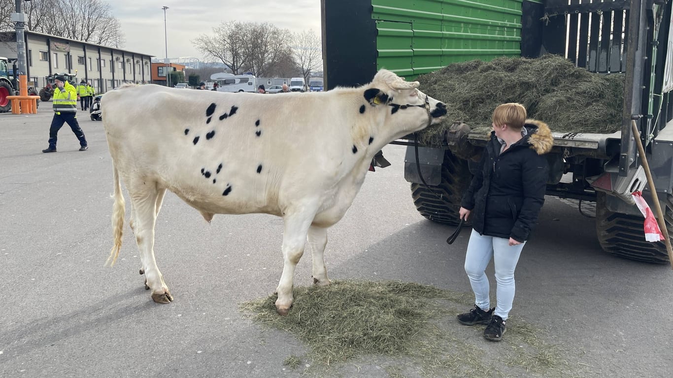 Einer der Landwirte brachte eine Kuh mit zu der Protestaktion auf dem Cannstatter Wasen.