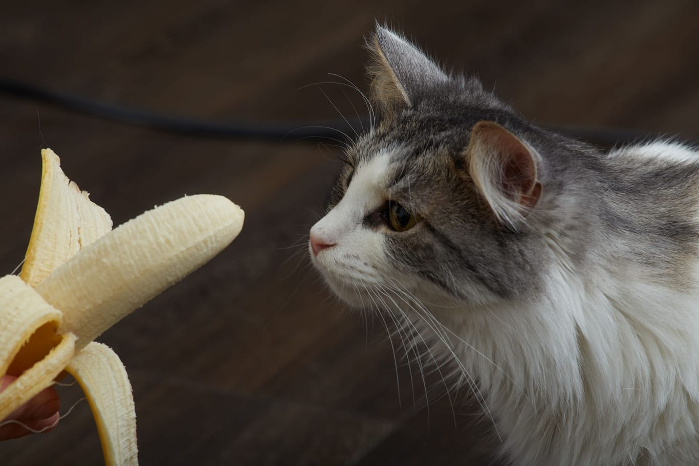 Viele Katzen mögen Bananen - doch vertragen Sie diese auch?