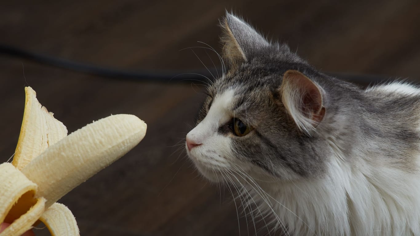 Viele Katzen mögen Bananen - doch vertragen Sie diese auch?