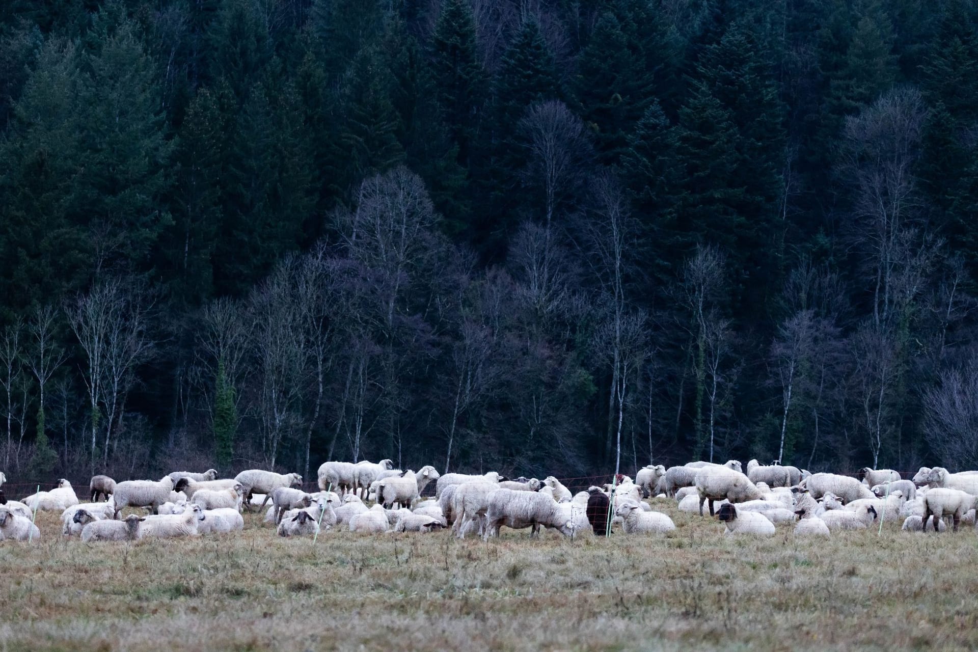 Wetter im Schwarzwald