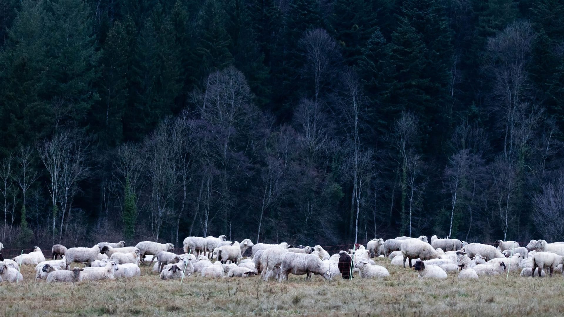 Wetter im Schwarzwald