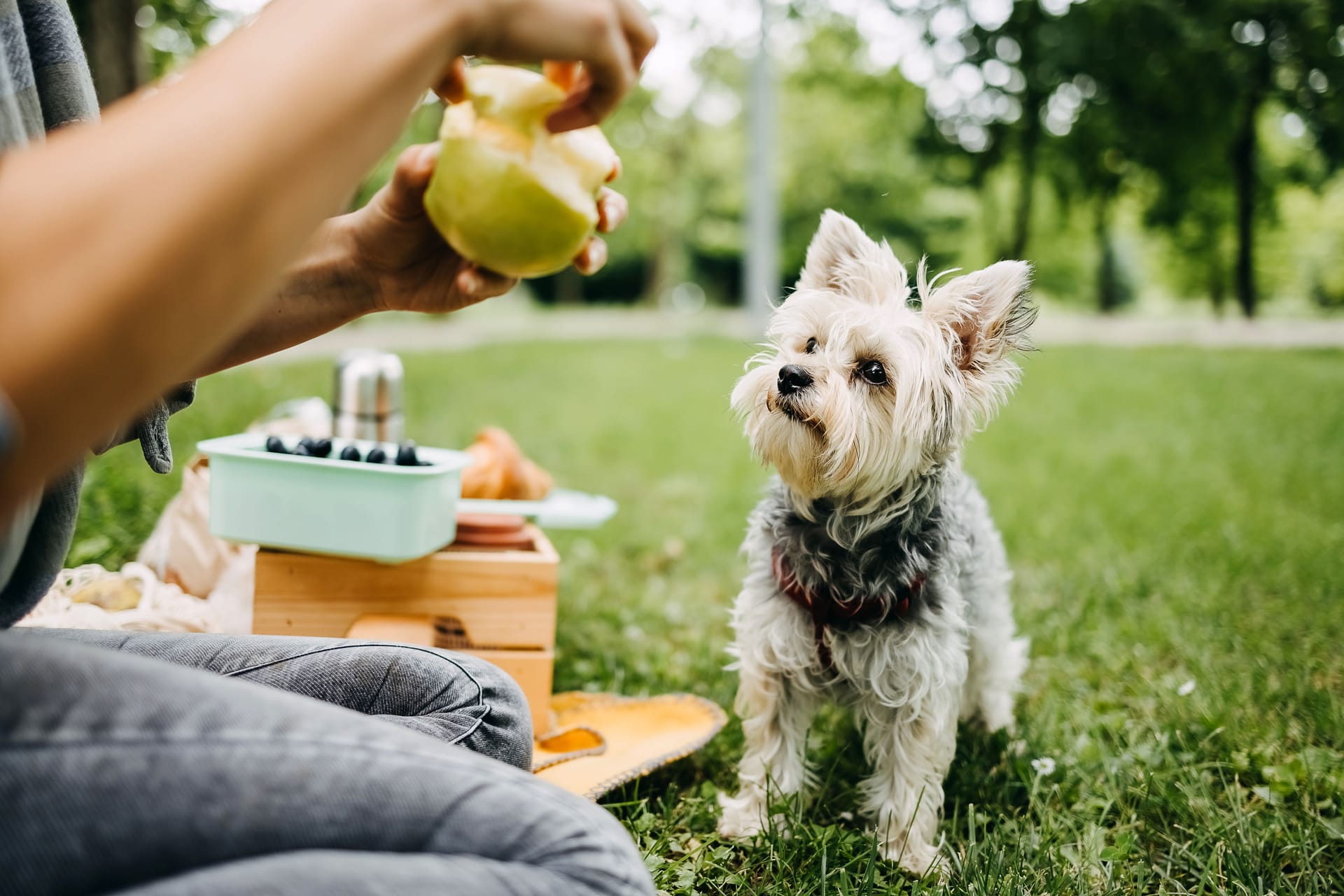 Viele Hundebesitzer teilen gern mit ihrem Vierbeiner – doch nicht immer ist das ratsam.