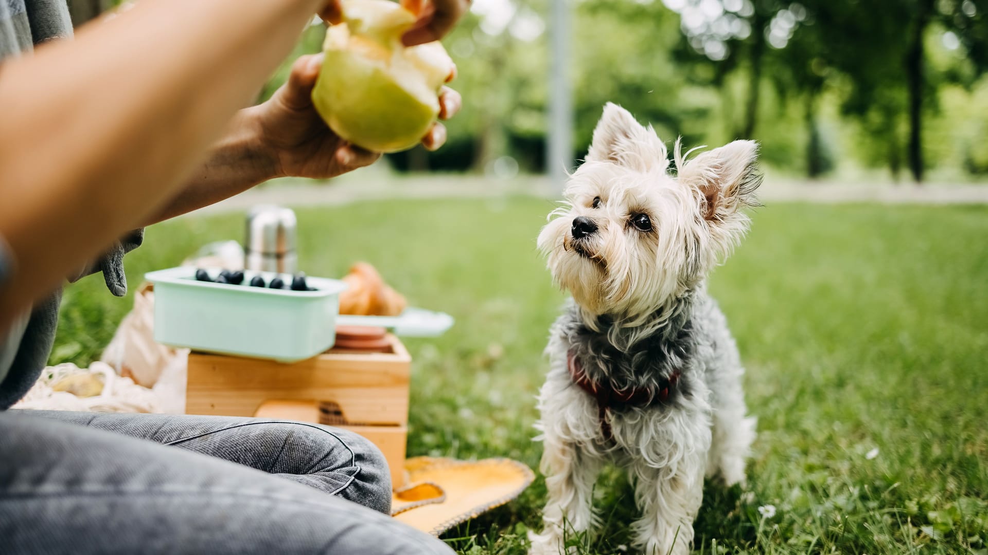 Viele Hundebesitzer teilen gern mit ihrem Vierbeiner – doch nicht immer ist das ratsam.