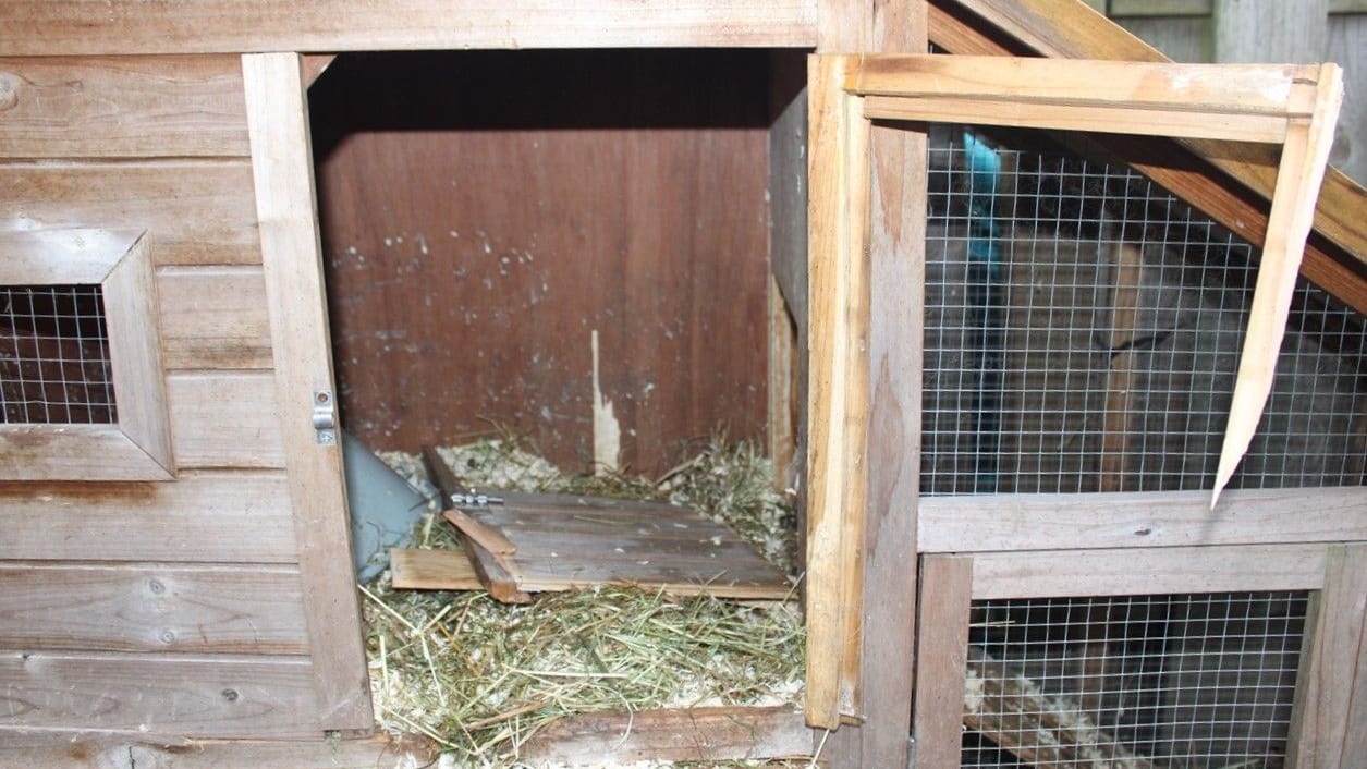 Der aufgebrochene Kaninchenstall: Hier wurden in der Nacht von Samstag auf Sonntag zwei Tiere entwendet. Die Polizei Hagen sucht nach Zeugen. Der aufgebrochene Kaninchenstall: Hier wurden in der Nacht von Samstag auf Sonntag zwei Tiere entwendet. Die Polizei Hagen sucht nach Zeugen.