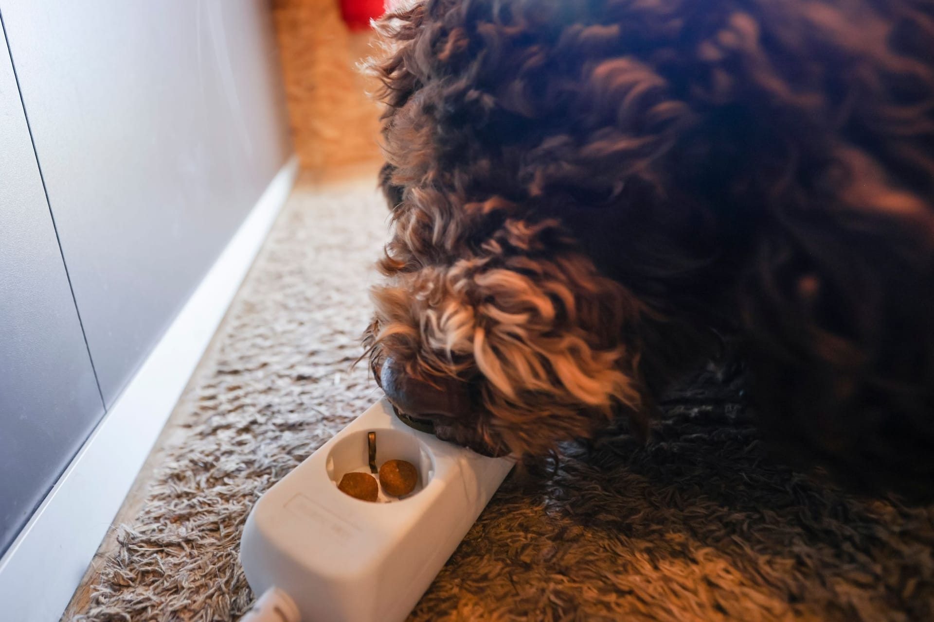 Bettwanzenspürhund