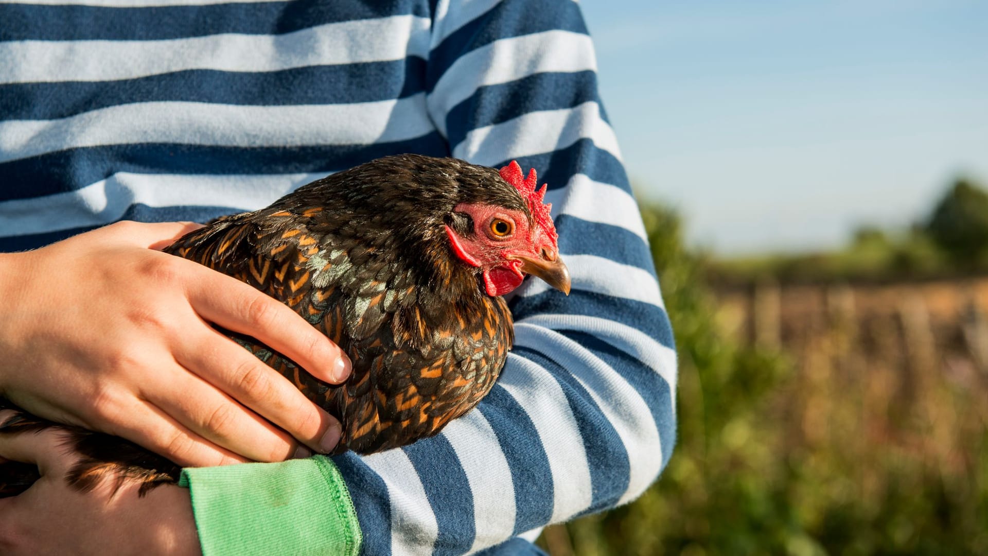 Barnevelder Hühner gelten als besonders hübsche Tiere.