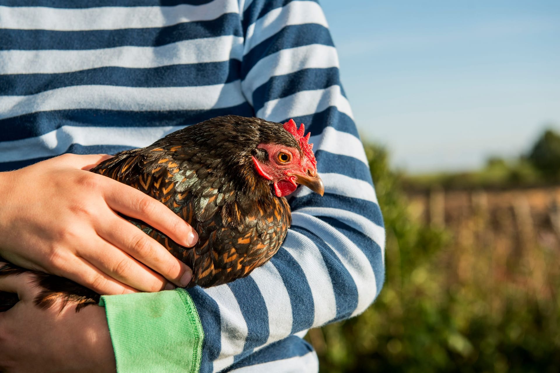 Barnevelder Hühner gelten als besonders hübsche Tiere.