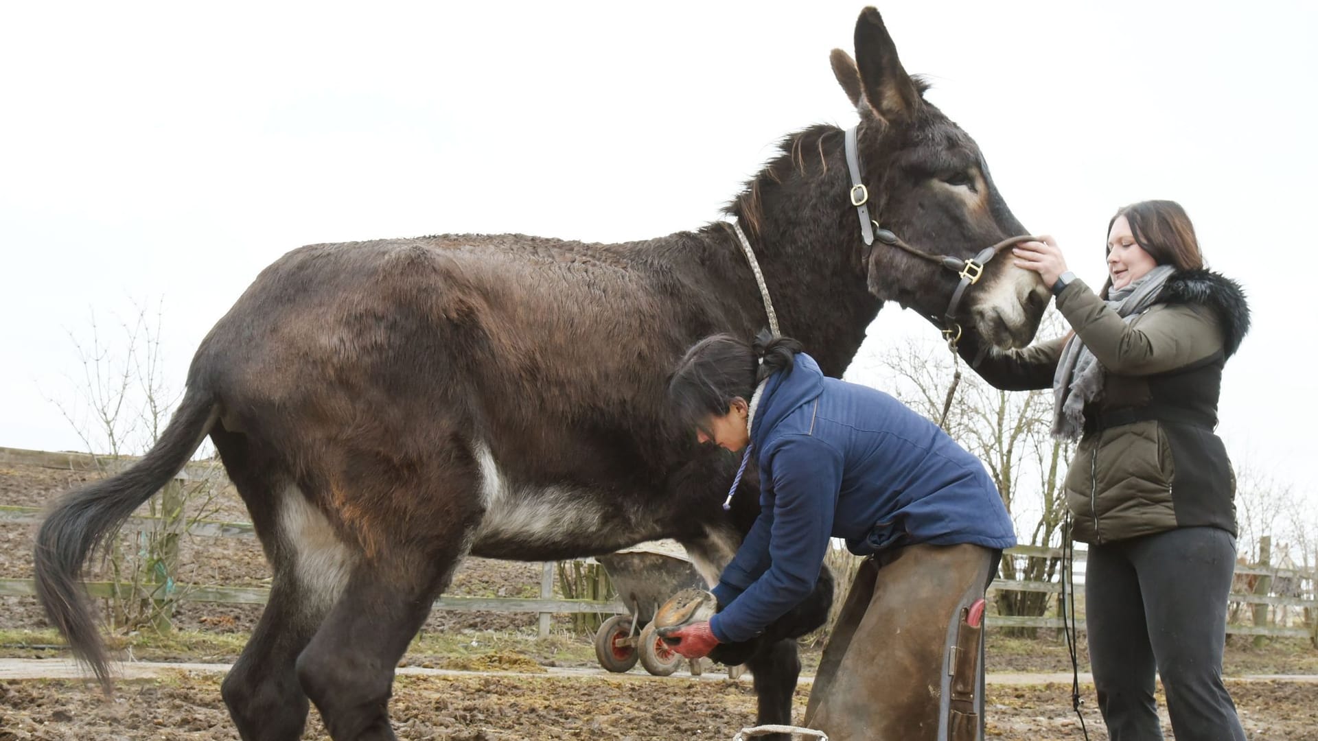 Der übergroße Fred lebt mit drei weiteren Eseln, zwei Mulis, sieben Pferden, zwei Lamas, vielen Katzen und einem Hund bei der gelernten Pferdewirtin auf ihrem 2016 eröffneten Gnadenhof.