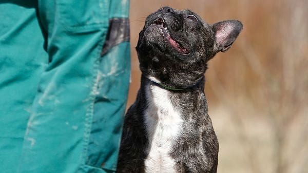 Tierheim Berlin: Der Hund Daylight biss einst ein Baby. Sein neues Herrchen muss mit schwierigen Hunden umgehen können.