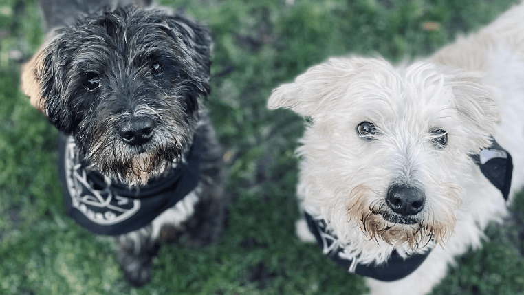 "Blacky" (l) und "Teddy": Beide Hund stammen aus einer Beschlagnahmung. "Blacky" (l) und "Teddy": Beide Hund stammen aus einer Beschlagnahmung.