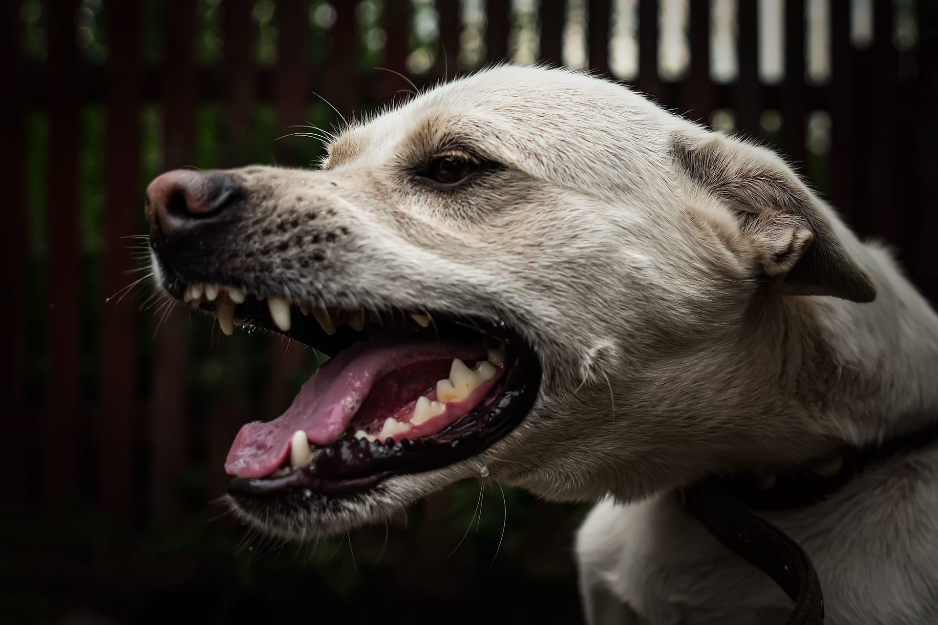 Aggressive dog shows dangerous teeth. German sheperd attack. Head detail Little blur panning move. an evil dog on chain guards the house