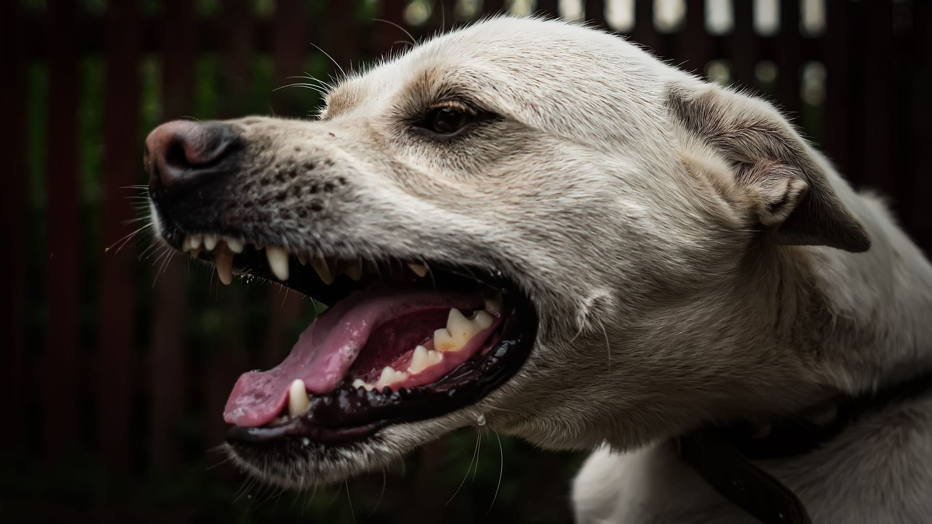 Aggressive dog shows dangerous teeth. German sheperd attack. Head detail Little blur panning move. an evil dog on chain guards the house Aggressive dog shows dangerous teeth. German sheperd attack. Head detail Little blur panning move. an evil dog on chain guards the house