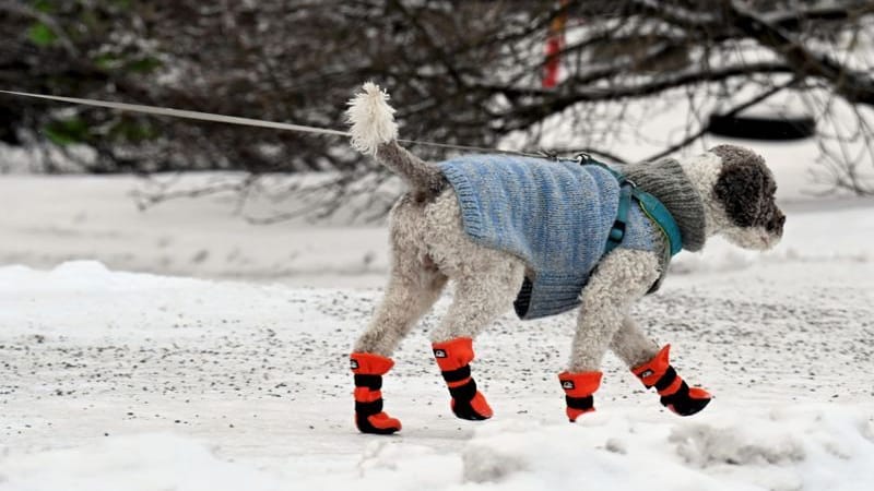 Gassigehen bei eisigem Wetter in Helsinki: Den Norden Europas hat eine heftige Kältewelle erwischt.