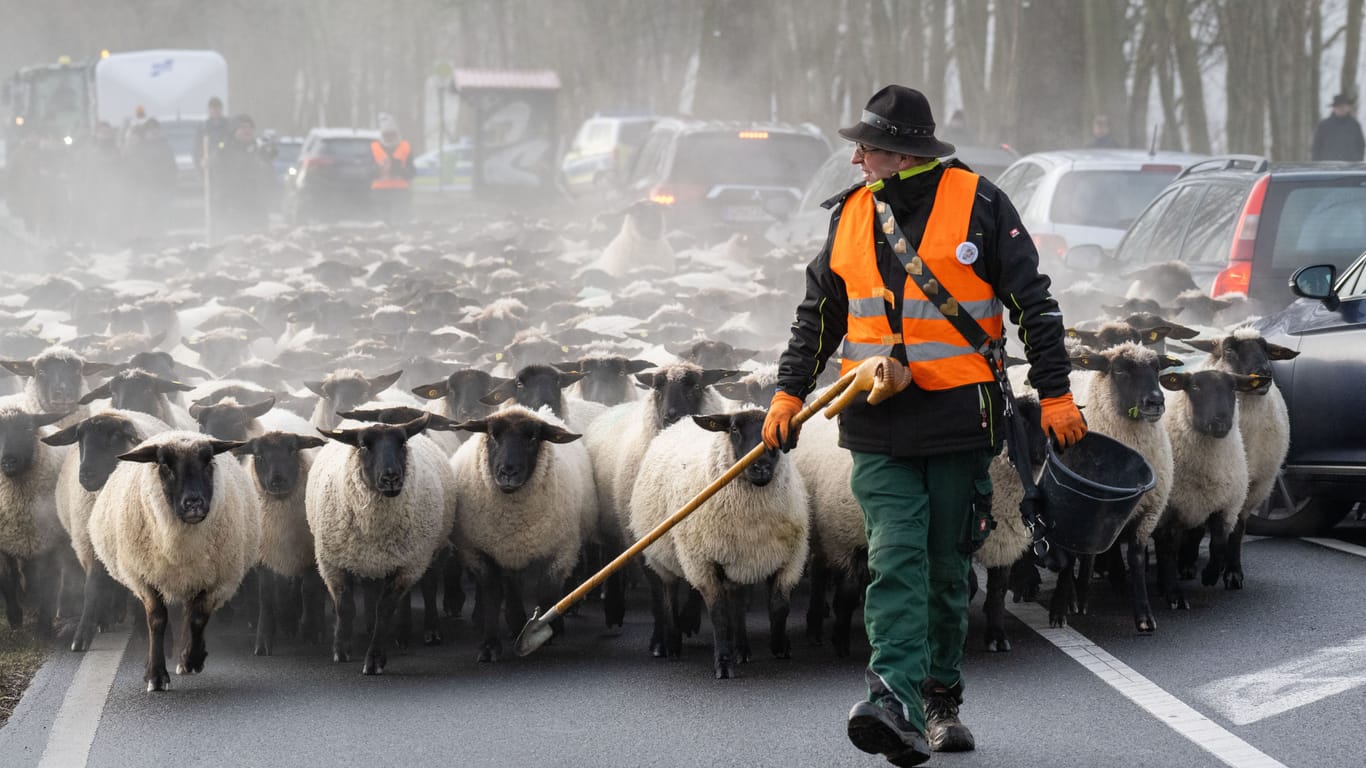 Aus Protest treibt ein Schäfer rund 400 Schafe auf der Bundesstraße bei Stralsund, Mecklenburg-Vorpommern.
