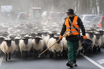 Aus Protest treibt ein Schäfer rund 400 Schafe auf der Bundesstraße bei Stralsund, Mecklenburg-Vorpommern.