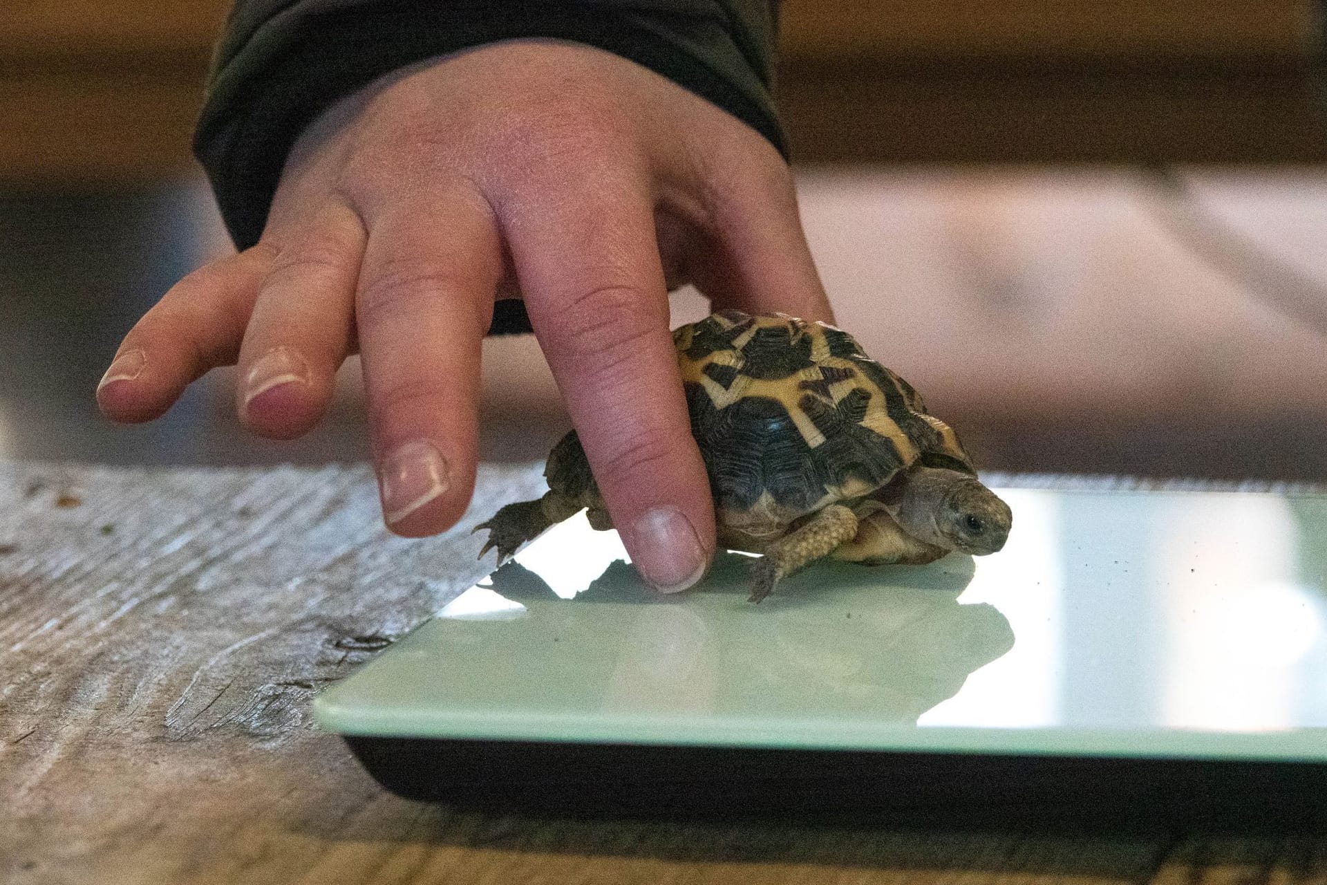 Inventur im Zoo Hannover