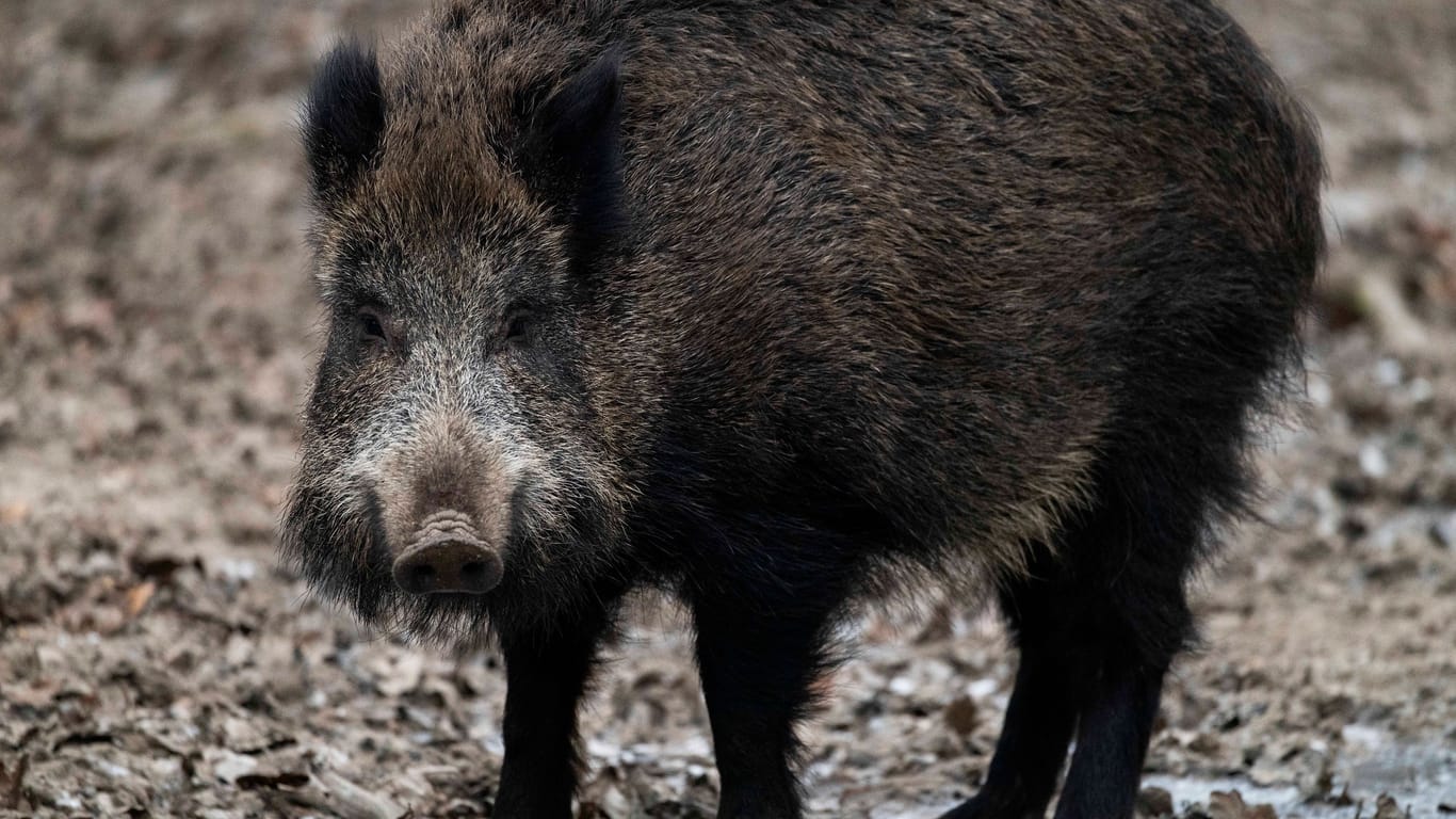 Wildschwein im Wildpark (Symbolbild): In Niedersachsen endete der Ausflug eines Wildschweins für das Tier tödlich.