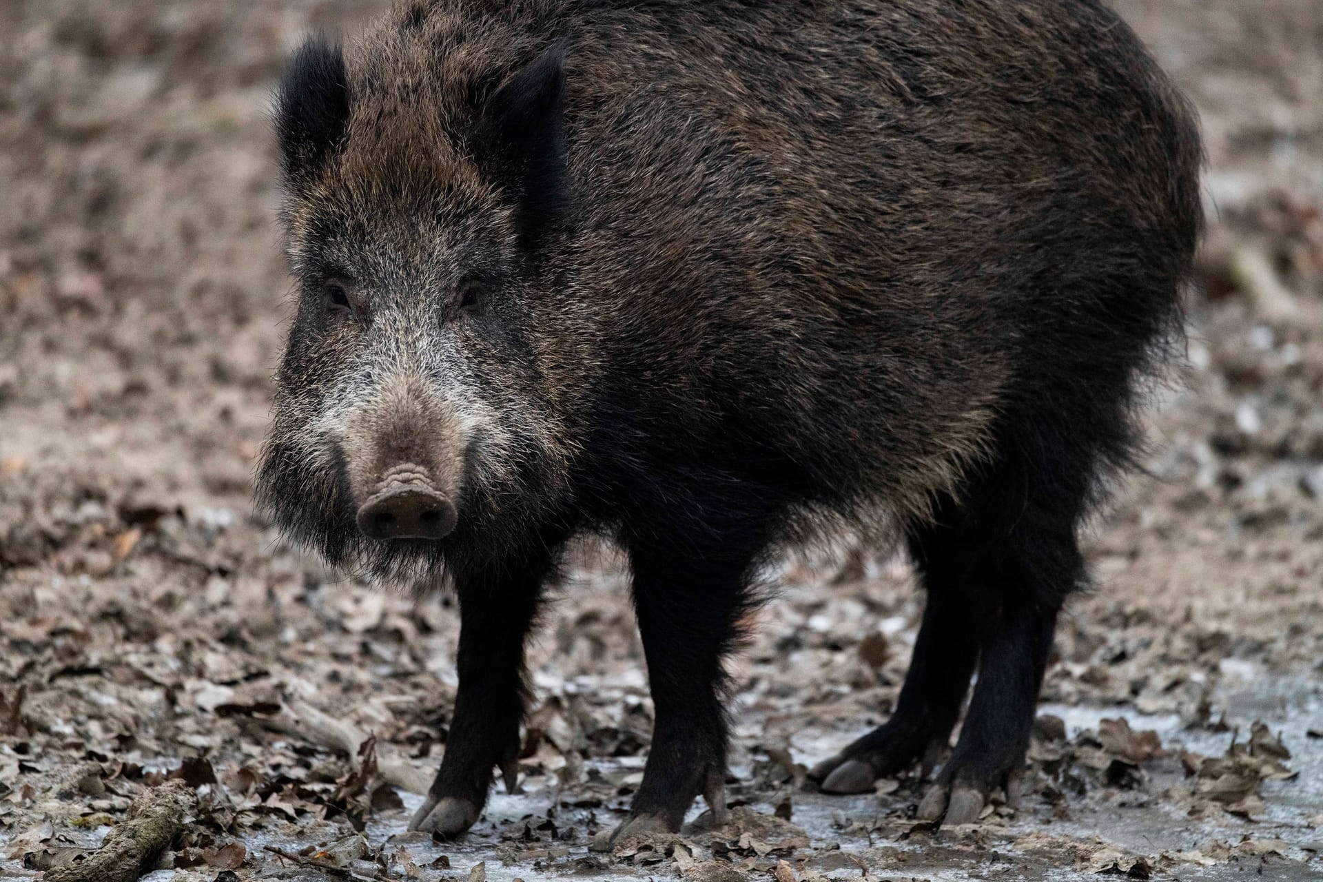 Wildschwein im Wildpark (Symbolbild): In Niedersachsen endete der Ausflug eines Wildschweins für das Tier tödlich.