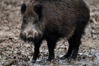 Wildschwein im Wildpark (Symbolbild): In Niedersachsen endete der Ausflug eines Wildschweins für das Tier tödlich.