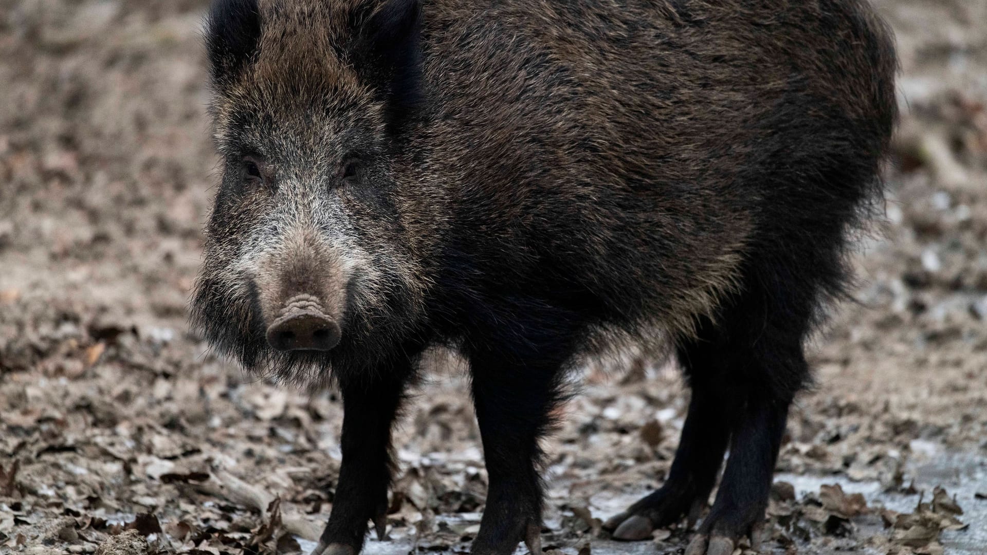 Wildschwein im Wildpark (Symbolbild): In Niedersachsen endete der Ausflug eines Wildschweins für das Tier tödlich.