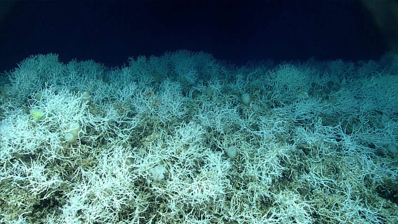 Riesiges Kaltwasser-Korallenriff