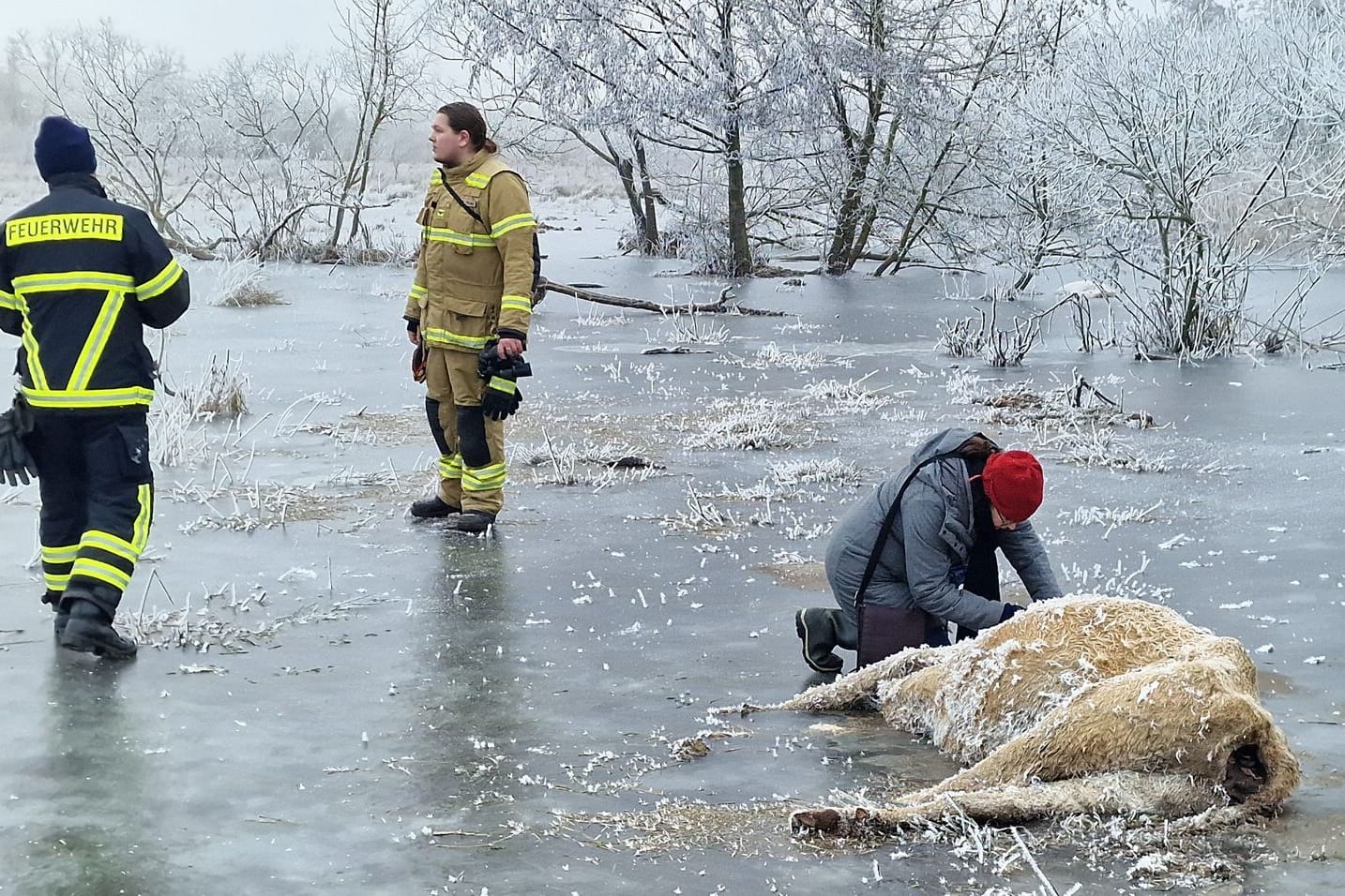 Brandenburg an der Havel: Eine Veterinärin notiert die Nummer einer Kuh, die in einem Überflutungsgebiet eingefroren ist.