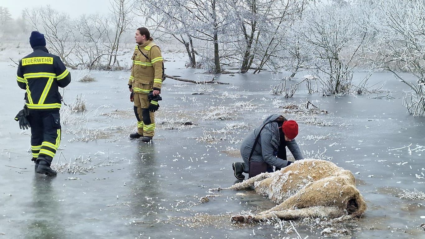 Brandenburg an der Havel: Eine Veterinärin notiert die Nummer einer Kuh, die in einem Überflutungsgebiet eingefroren ist.