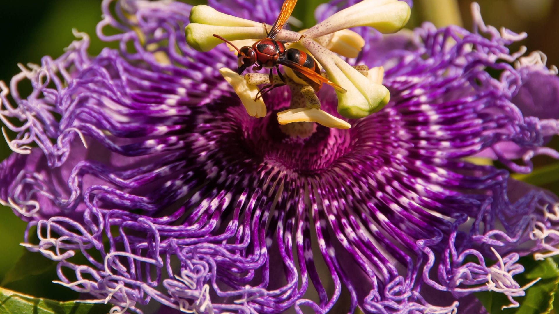 Blüte der Passionsblume: Viele pflanzen das Gewächs nur wegen der schönen Blüten an.