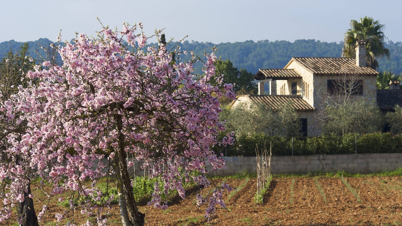 Mandelblüte auf Mallorca: Deshalb ist es im Frühjahr besonders schön auf der Insel.