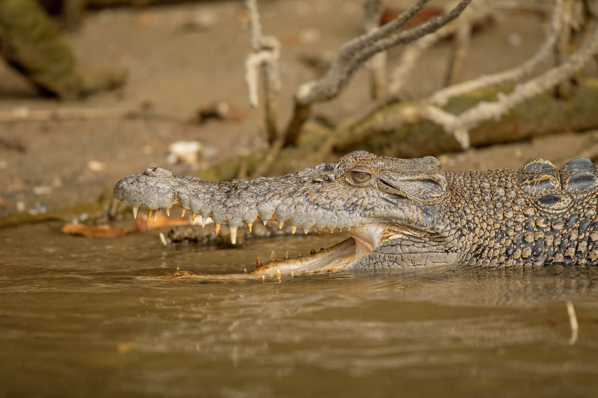 Kakadu-Nationalpark (Archivbild): Rund 10.000 Salzwasser- und Süßwasserkrokodile leben dort.