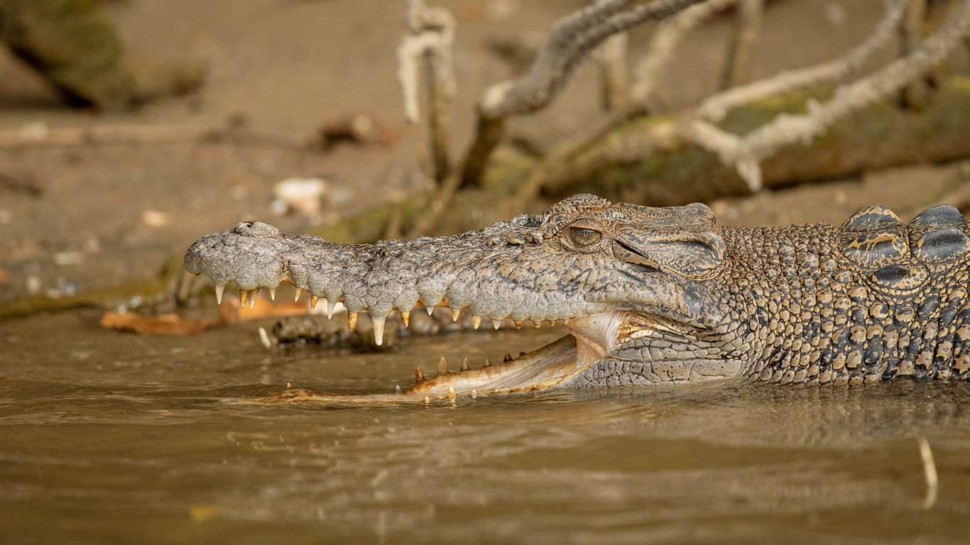 Kakadu-Nationalpark (Archivbild): Rund 10.000 Salzwasser- und Süßwasserkrokodile leben dort.