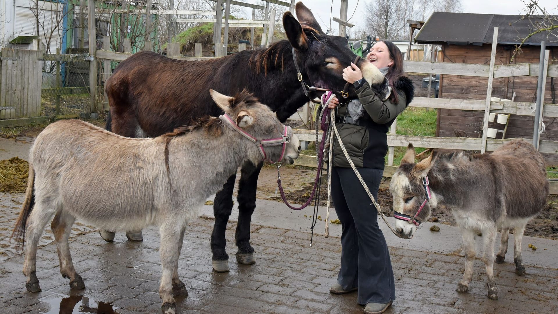 Katharina Perutzki liebkost hinter dem zwölfjährigen Esel Speedy (l) und der siebenjährigen Eselin Fifty Shades Ofgrey (r) lachend den etwa 1,74 Meter großen Esel Fred.